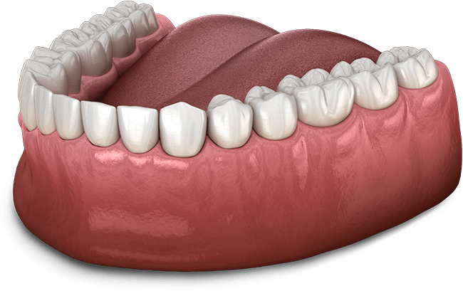 teeth model